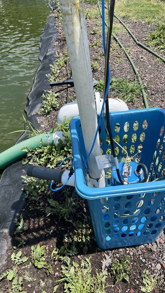Fine bubbles helped reduce fish mortality during rainy days